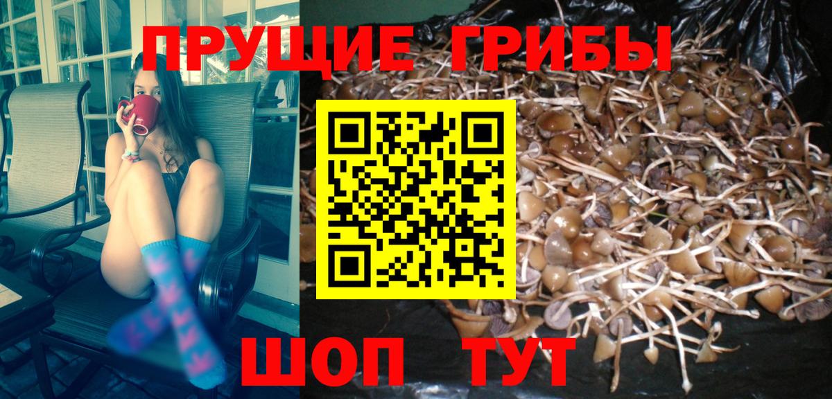 Первоуральск  Галлюциногенные грибы MAGIC MUSHROOMS  где можно купить наркотик  Вход с VPN  Псилоцибиновые грибы Magic Shrooms 